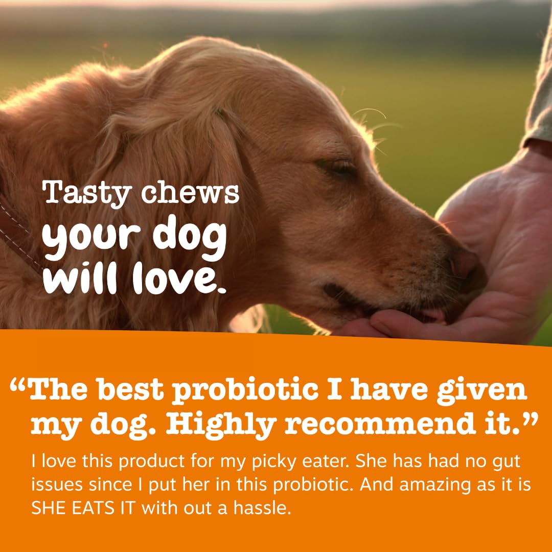 Zesty Paws Probiotics for Dogs - Digestive Enzymes for Gut Flora, Digestive Health, Diarrhea & Bowel Support - Clinically Studied DE111 - Dog Supplement Soft Chew for Pet Immune System - Pumpkin, 90ct