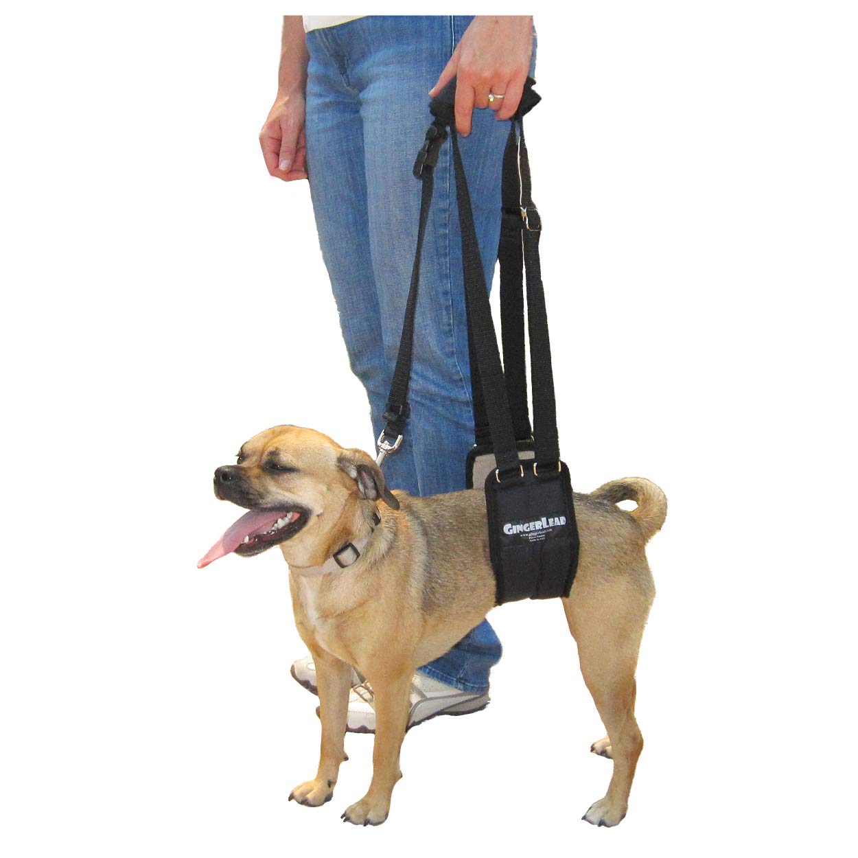 GINGERLEAD Dog Sling Support Harness, SM Female fits Small to Medium Size Pets or Larger Barrel Chested Dogs Like Boxers or Bullies. Padded Rear Lifting Aid with Leash. Made in U.S.A.