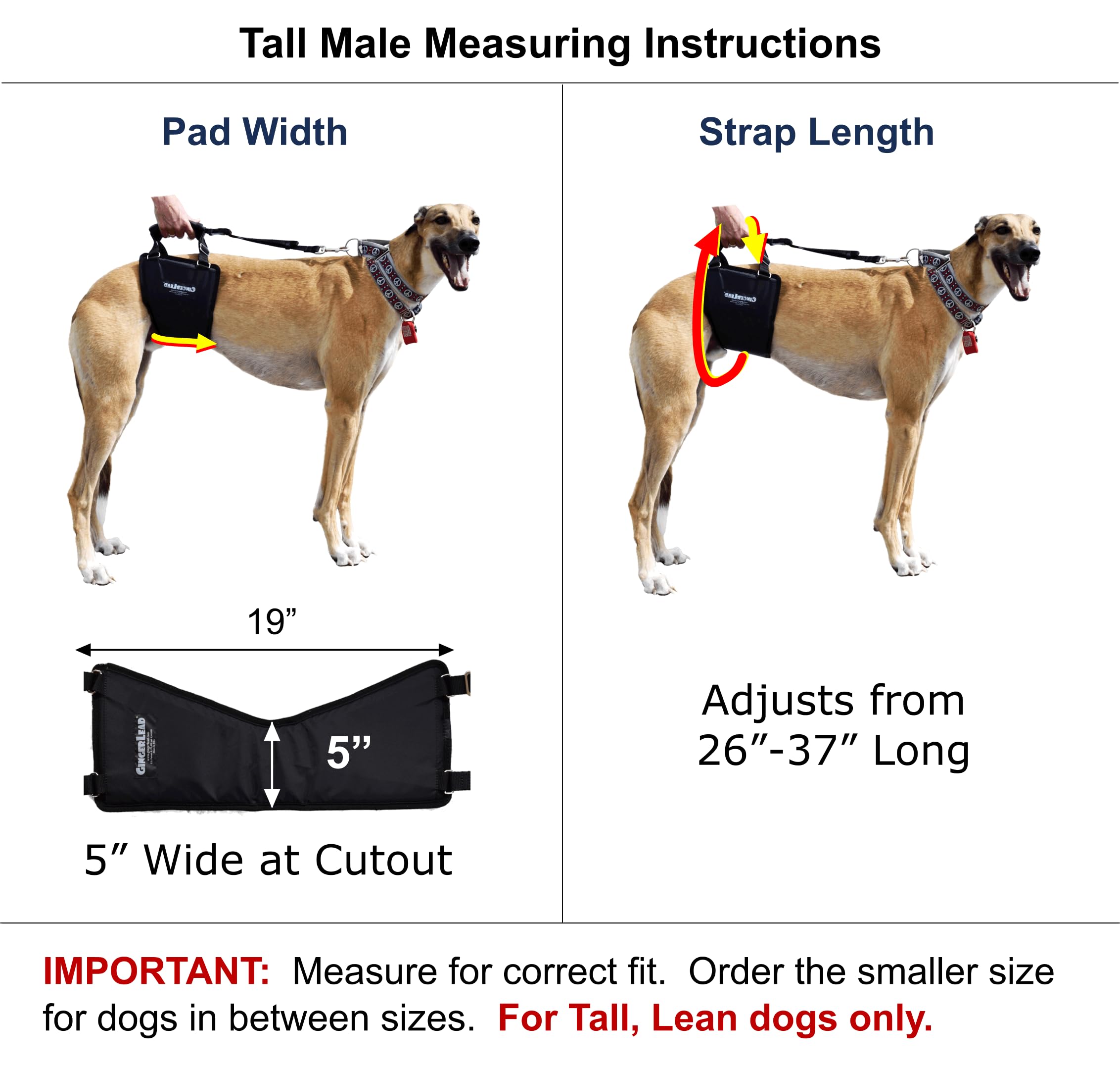 GINGERLEAD Dog Sling Hip Lift Harness, Tall Male fits Tall, Lean Dogs Like Greyhounds or Great Danes. Padded Support Aid to Help Pets Up or Down Stairs, in or Out of Vehicles. Made in U.S.A.