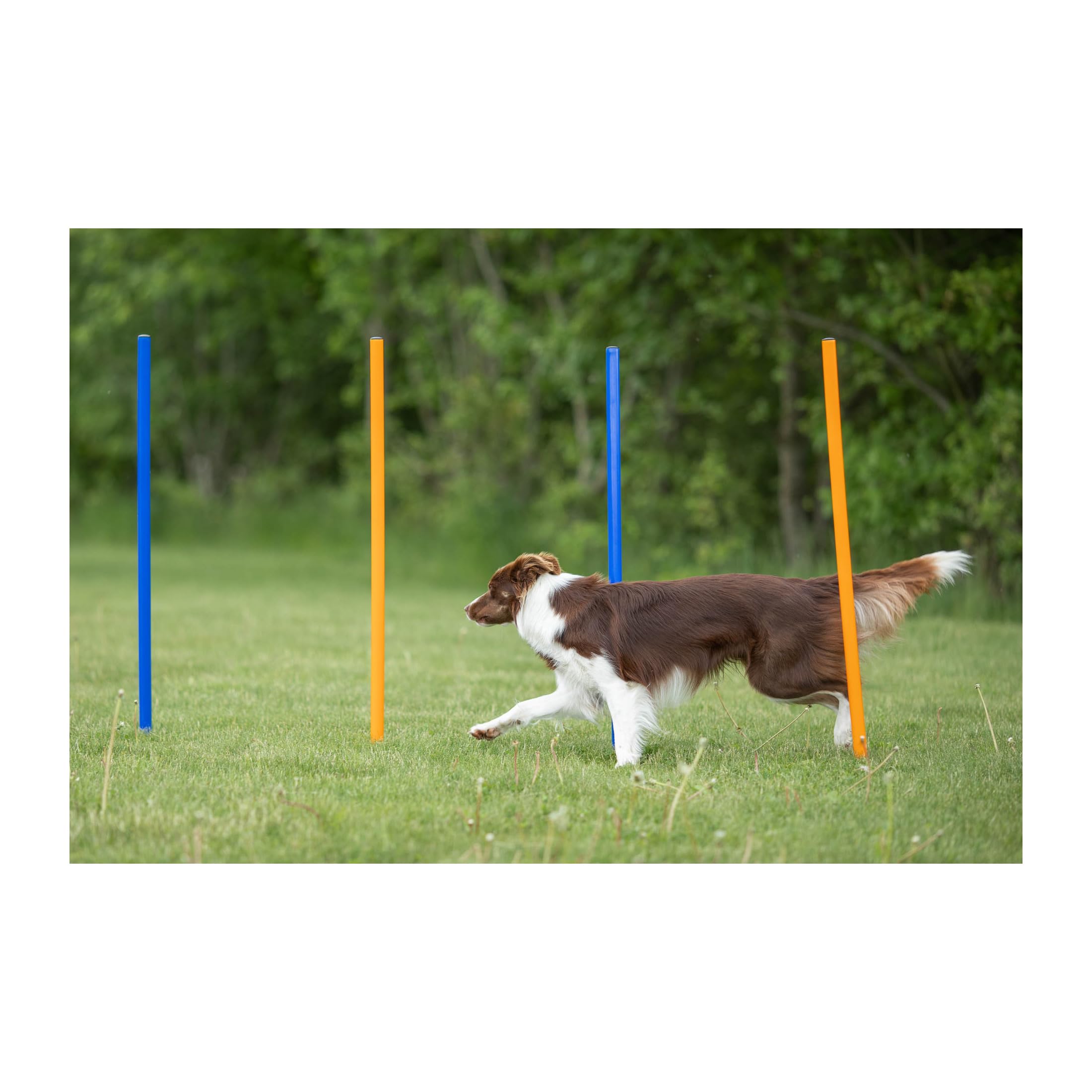 Trixie Dog Agility Slalom Course - 12 Adjustable Weave Poles Backyard Set - Portable Training Equipment with Carrying Bag & Training Guide - for All Breeds
