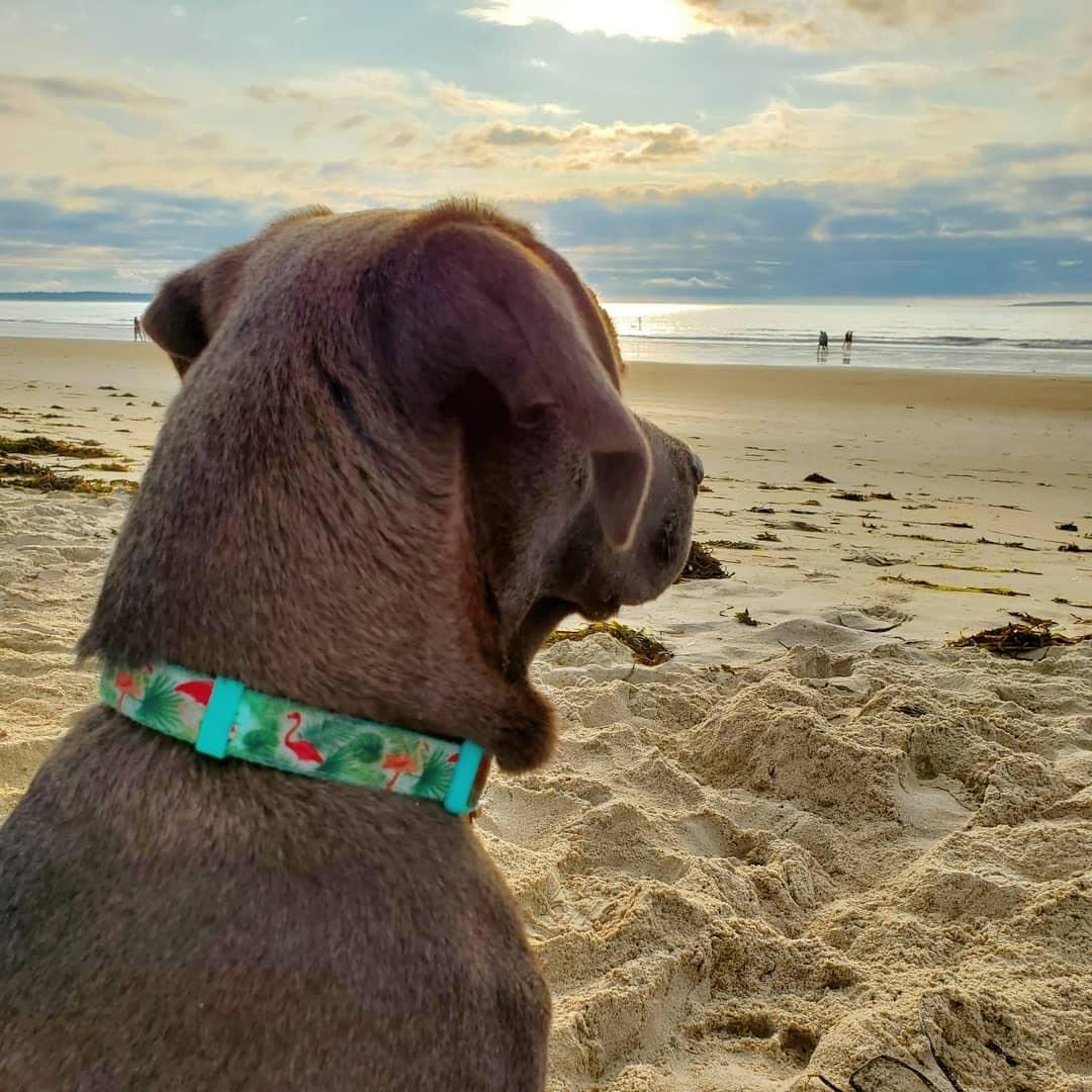 YUDOTE Martingale Dog Collars with Quick Snap Buckle Adjustable Flamingo Pattern Training No Pull Collars for Female Male Small Dogs (Medium,Flamingo)