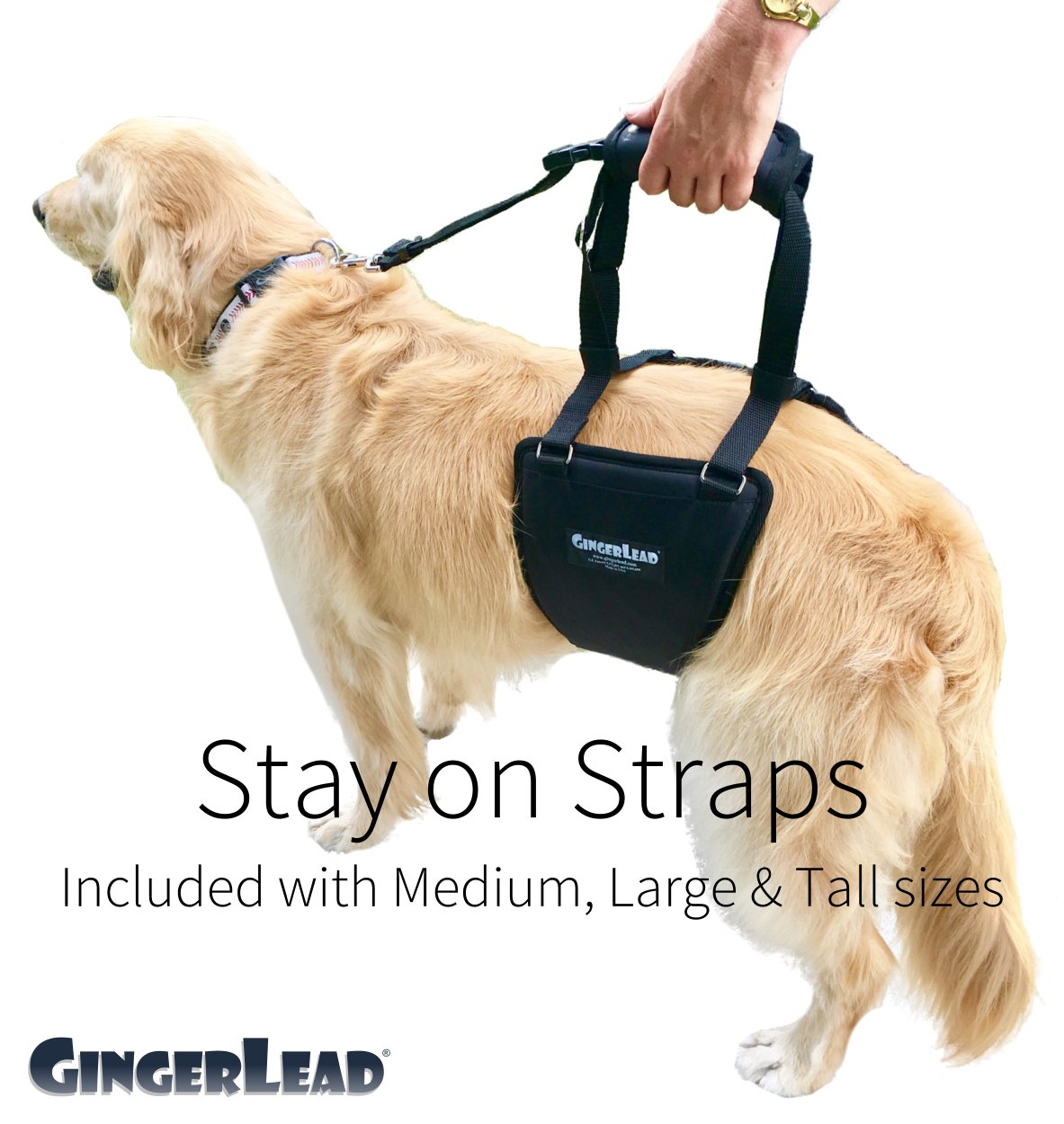 GINGERLEAD Dog Rear Support Sling Harness, M/LG Unisex with Cutout Fits Male & Female Dogs. Padded Hip Lifting Aid Helps Old Pets Walk, K9s Recover from TPLO Surgery. Integrated Leash. Made in U.S.A.