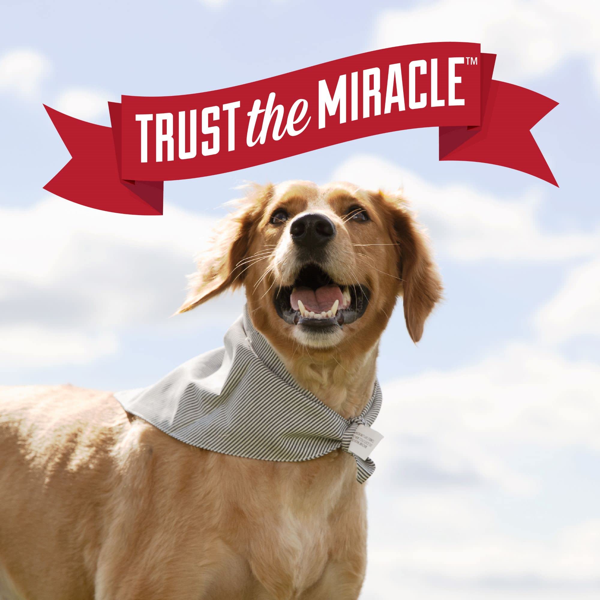 Nature’s Miracle Urine Destroyer Plus for Dogs, Enzymatic Formula Tough on Strong Dog Urine And The Yellow Sticky Residue, 1 Gal