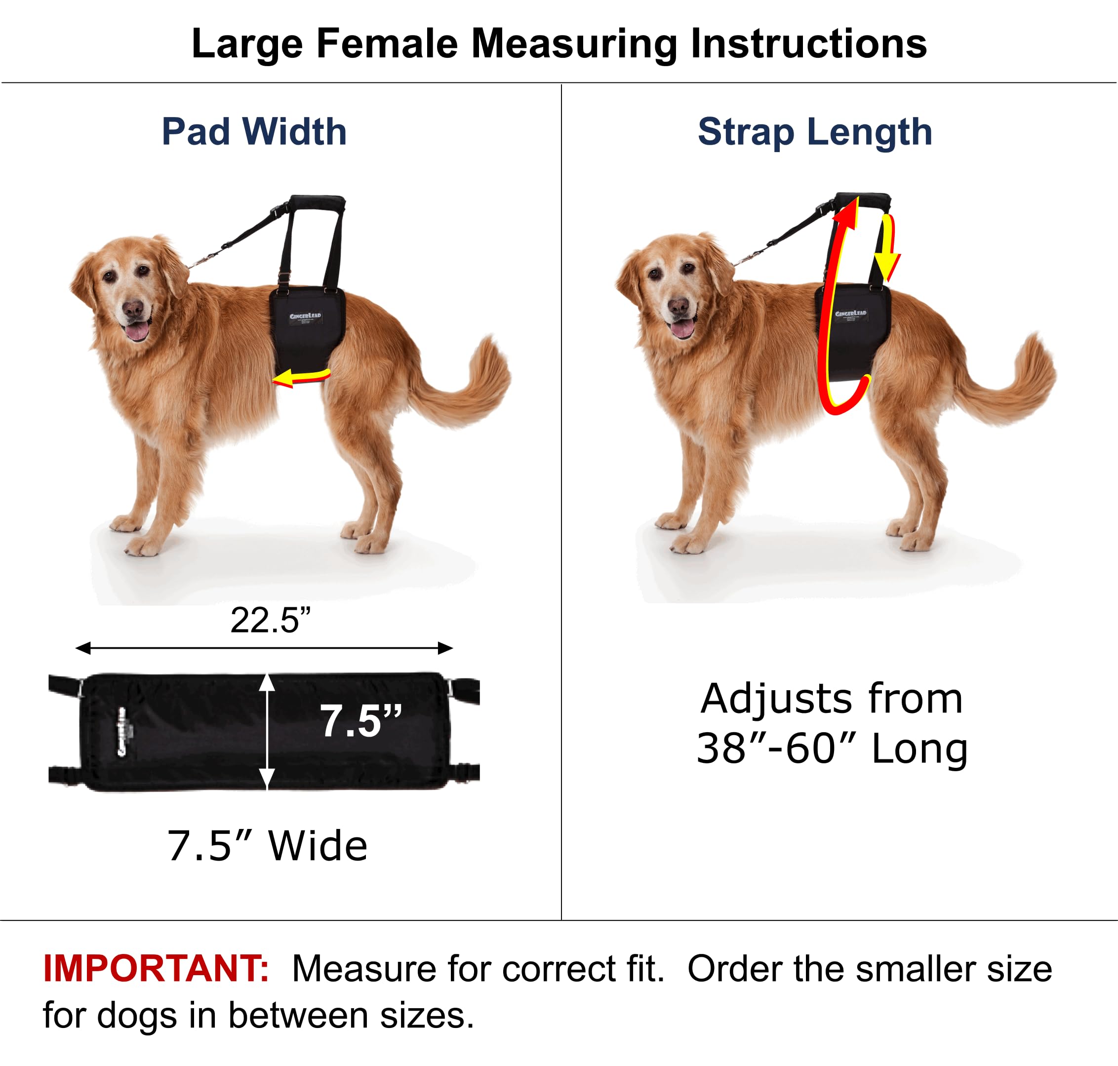 GINGERLEAD Dog Sling Support Harness, LG Female fits Big Dogs Over 65 lbs. Padded Rear Lift with Integrated Leash to Assist Senior K9s, or Recovery from Knee/TPLO, Hip or Back Surgery. Made in U.S.A.