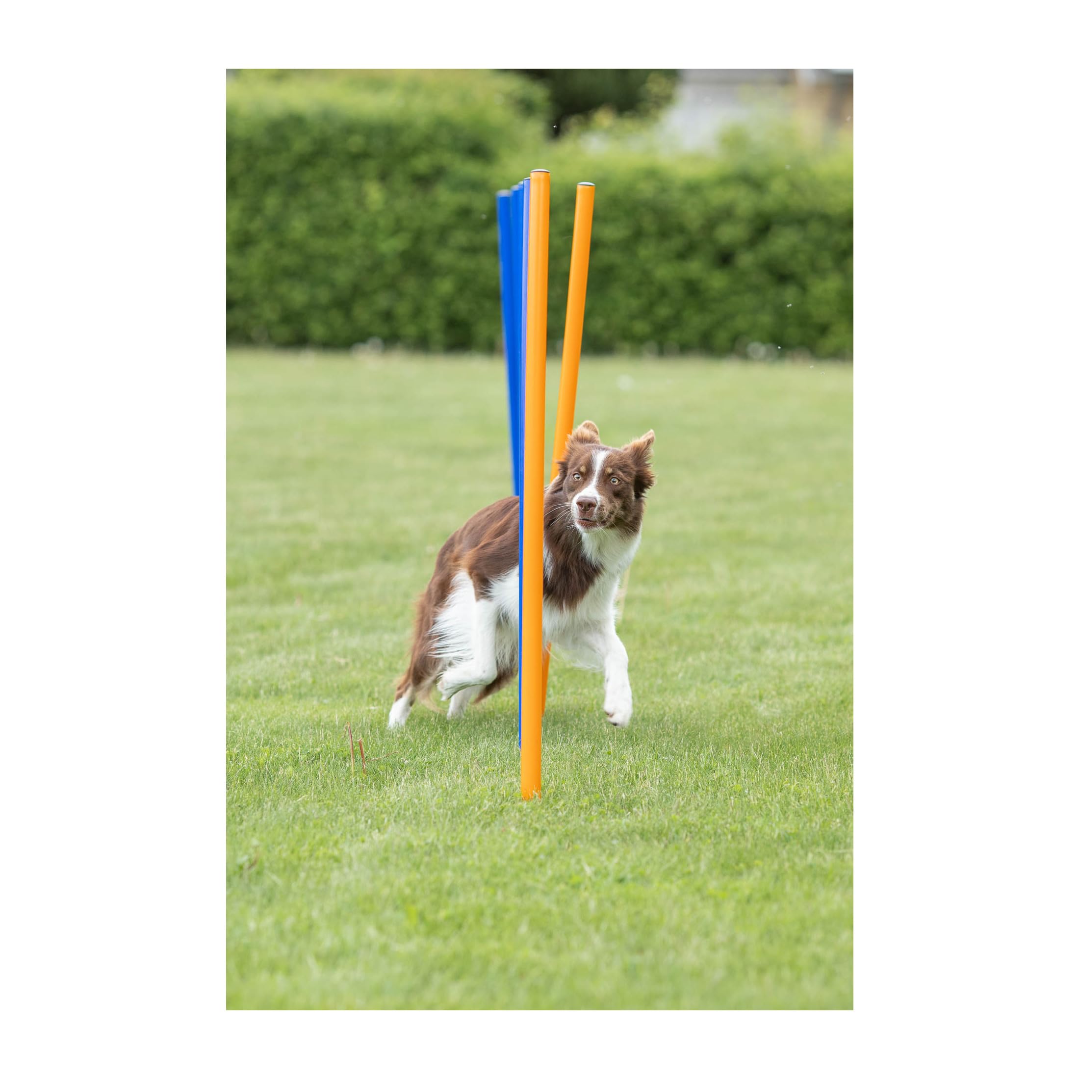 Trixie Dog Agility Slalom Course - 12 Adjustable Weave Poles Backyard Set - Portable Training Equipment with Carrying Bag & Training Guide - for All Breeds