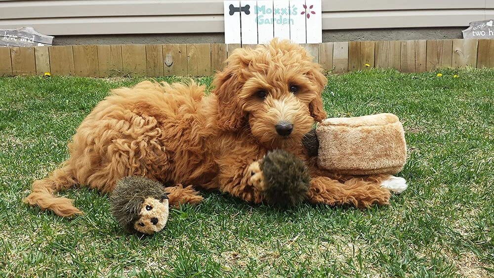 ZippyPaws Burrow Replacement Miniz - Interactive Dog & Puppy Toys for Boredom, Stimulating Pet Products to Keep Them Busy, Plush Refills for Hide & Seek Puzzle, Squeaky Toy for Enrichment - Hedgehogs