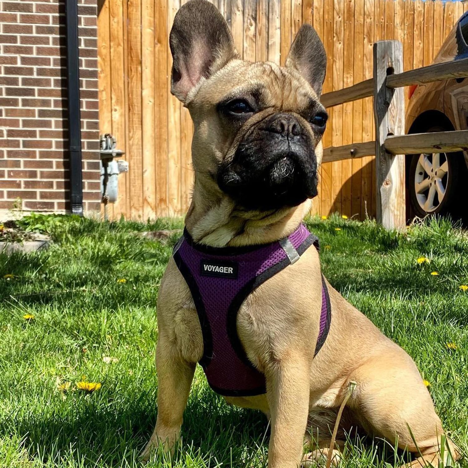 Best Pet Supplies Voyager Step-in Air Harness - All Weather Mesh, Reflective, No Pull Harness for Dogs, Cats - Secure with Hook & Loop Fastener, Buckle, Double D-Rings - Purple/Black Trim, XXS