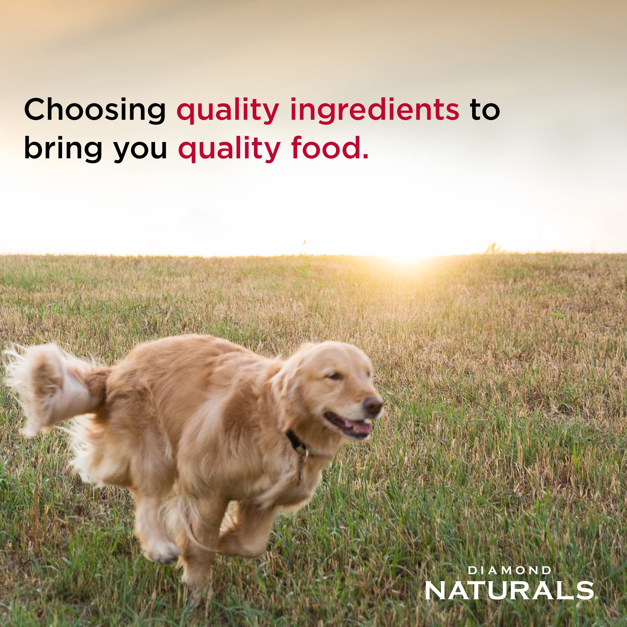 Diamond Naturals Skin & Coat Real Salmon and Potato Recipe Dry Dog Food with Quality Protein, Omega Fatty Acids, Probiotics and Essential Nutrients to Promote Healthy Skin and Coat 30lb