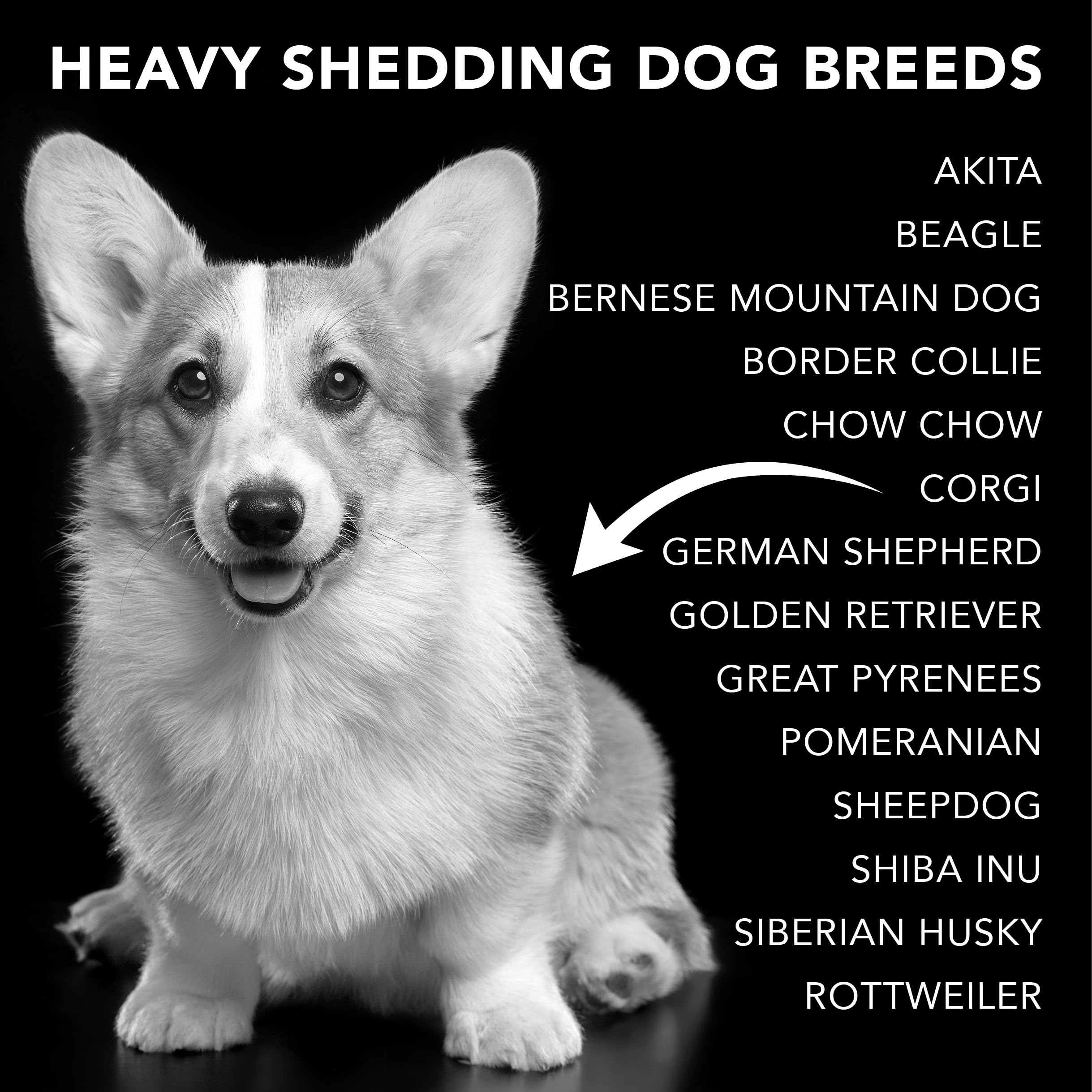 Pride and Groom The Shedder Box Set – Deshedding Dog Shampoo & Conditioner with All Natural Blend of Essential Oils & Ingredients to Moisturize & Untangle Curly and Wavy Coats – 32oz