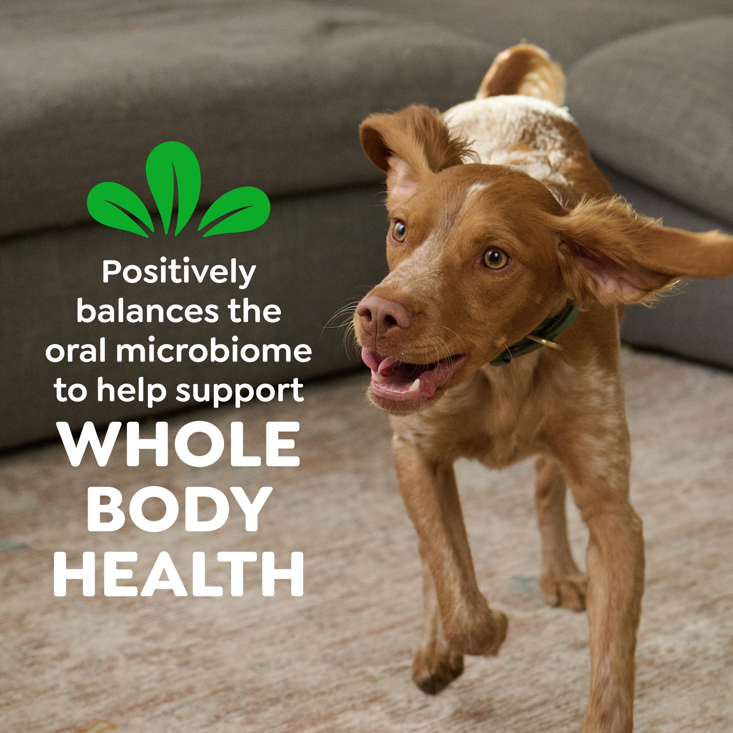Greenies Veterinarian-Recommended Adult Natural Dental Dog Treats Regular Size, Dog Dental Chews, Original Flavor, 12 oz. Pack, 12 Count
