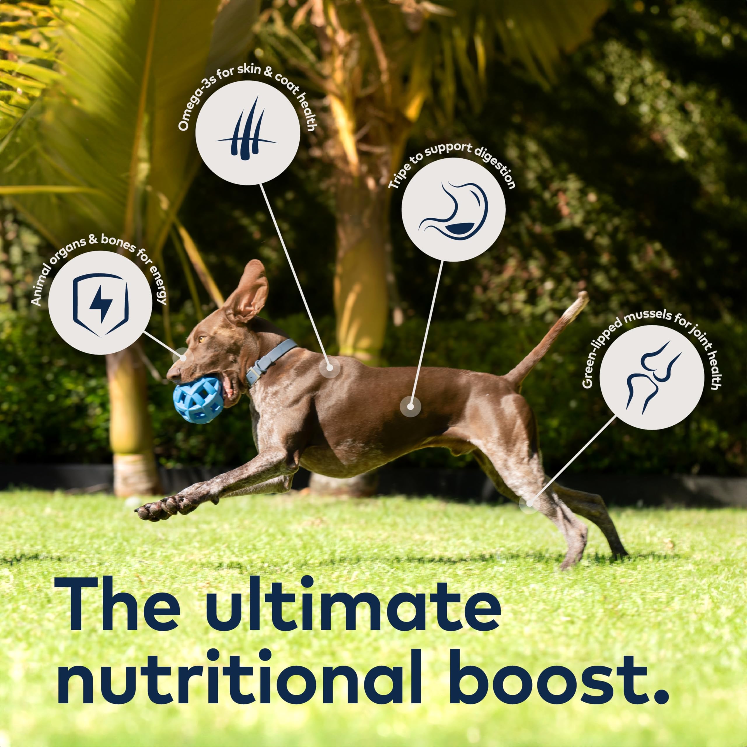 ZIWI Peak Canned Wet Dog Food – All Natural, High Protein, Grain Free, Limited Ingredient, with Superfoods (Mackerel & Lamb, Case of 12, 6oz Cans)