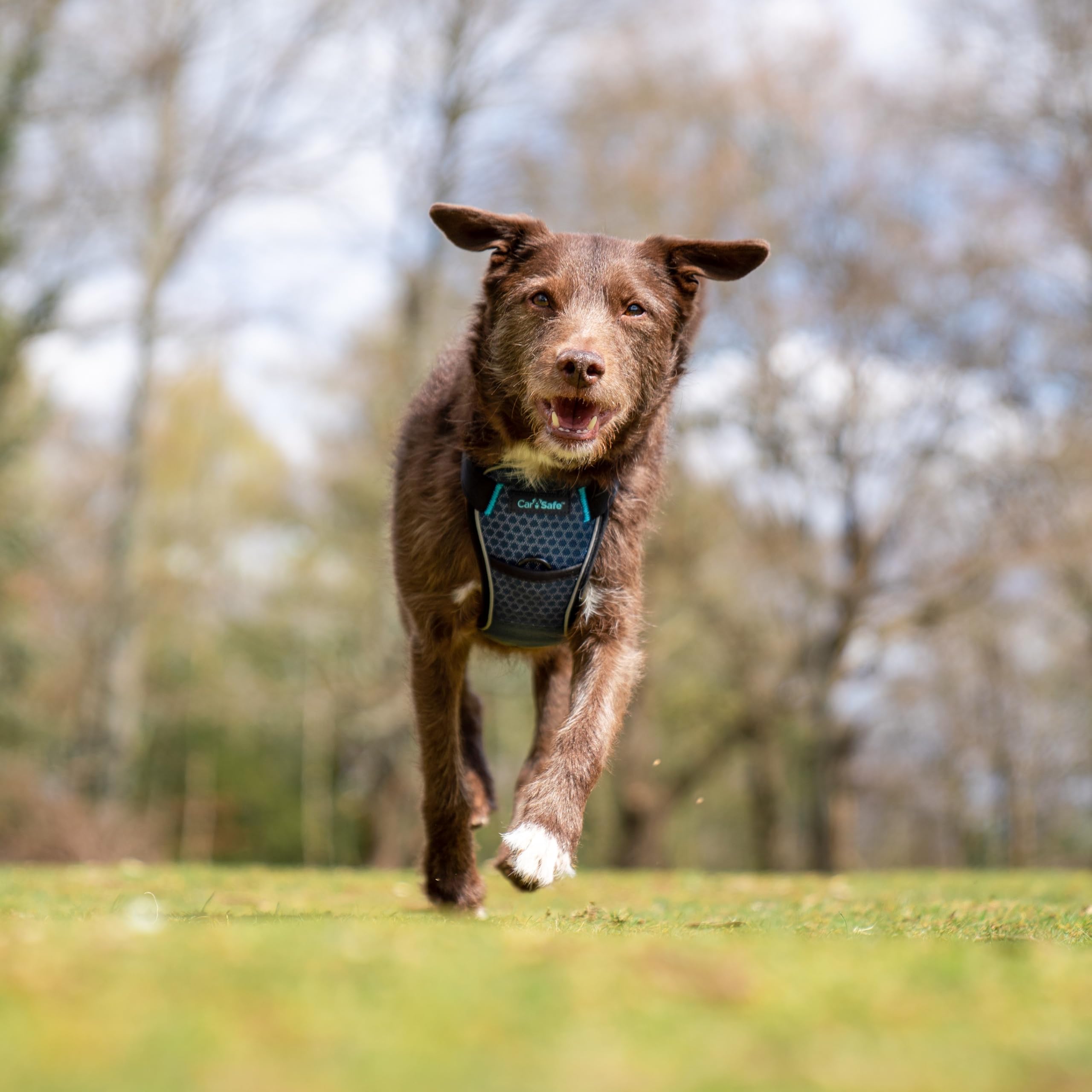 Carsafe Crash Tested Dog Harness Blue
