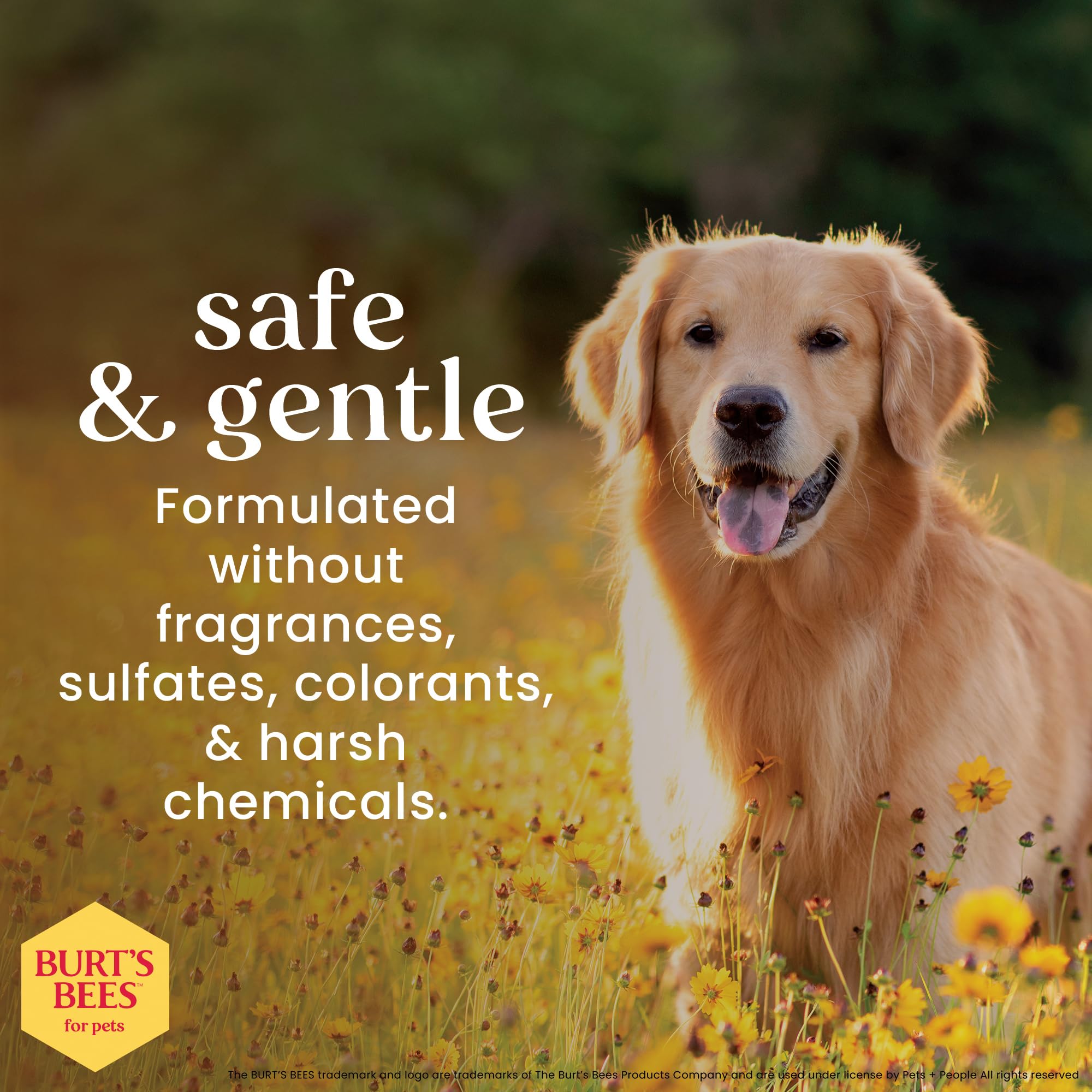 BURT'S BEES FOR PETS Dog Eye Wash with Saline Solution, Gentle Eye Cleaner for Dogs and Puppies, Tear Stain and Debris Rinse for Sensitive Eyes, Natural Origin Formula, 4 Fl Oz