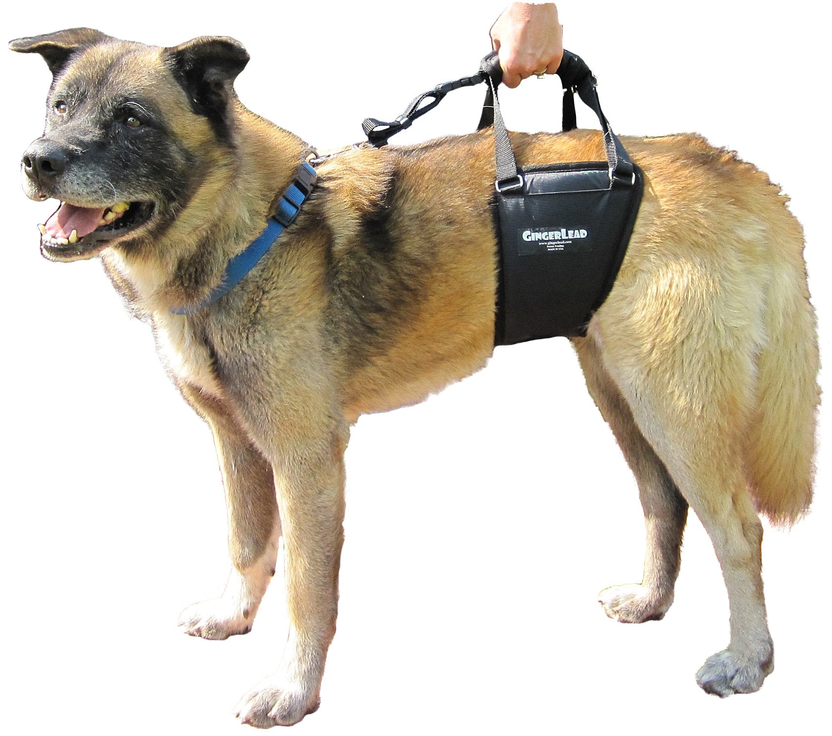 GINGERLEAD Dog Sling Hip Lift Harness, Tall Male fits Tall, Lean Dogs Like Greyhounds or Great Danes. Padded Support Aid to Help Pets Up or Down Stairs, in or Out of Vehicles. Made in U.S.A.