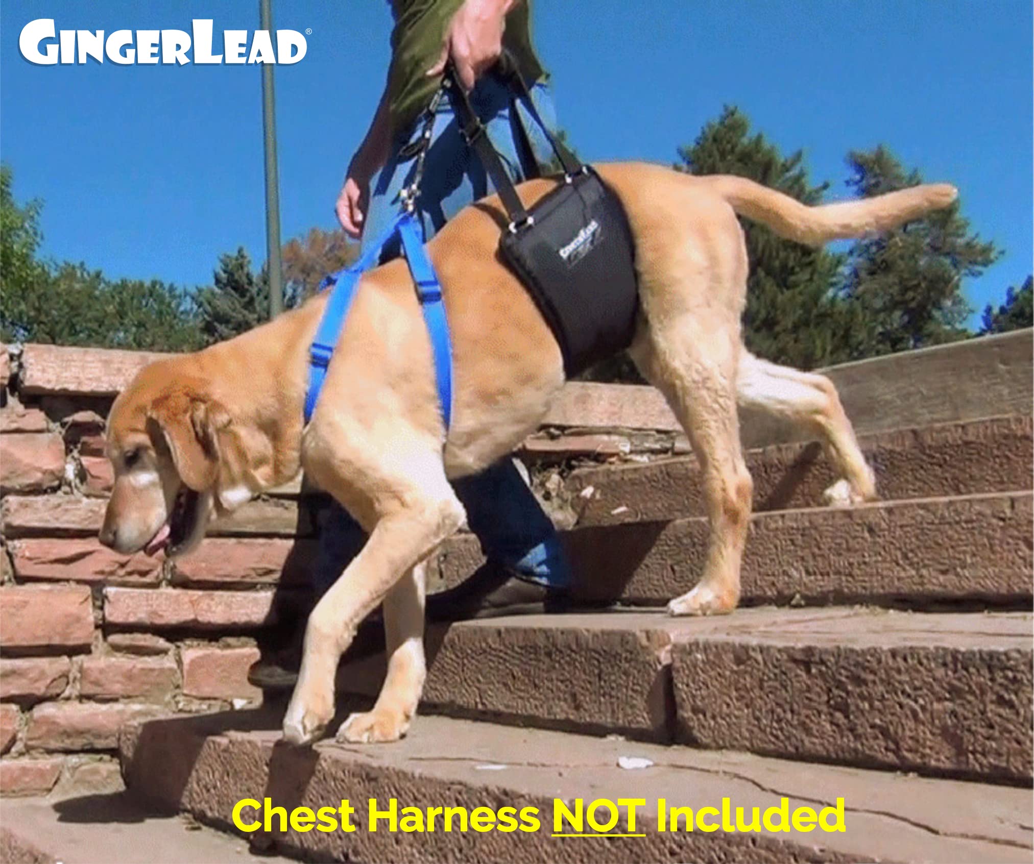 GINGERLEAD Dog Rear Support Sling Harness, M/LG Unisex with Cutout Fits Male & Female Dogs. Padded Hip Lifting Aid Helps Old Pets Walk, K9s Recover from TPLO Surgery. Integrated Leash. Made in U.S.A.