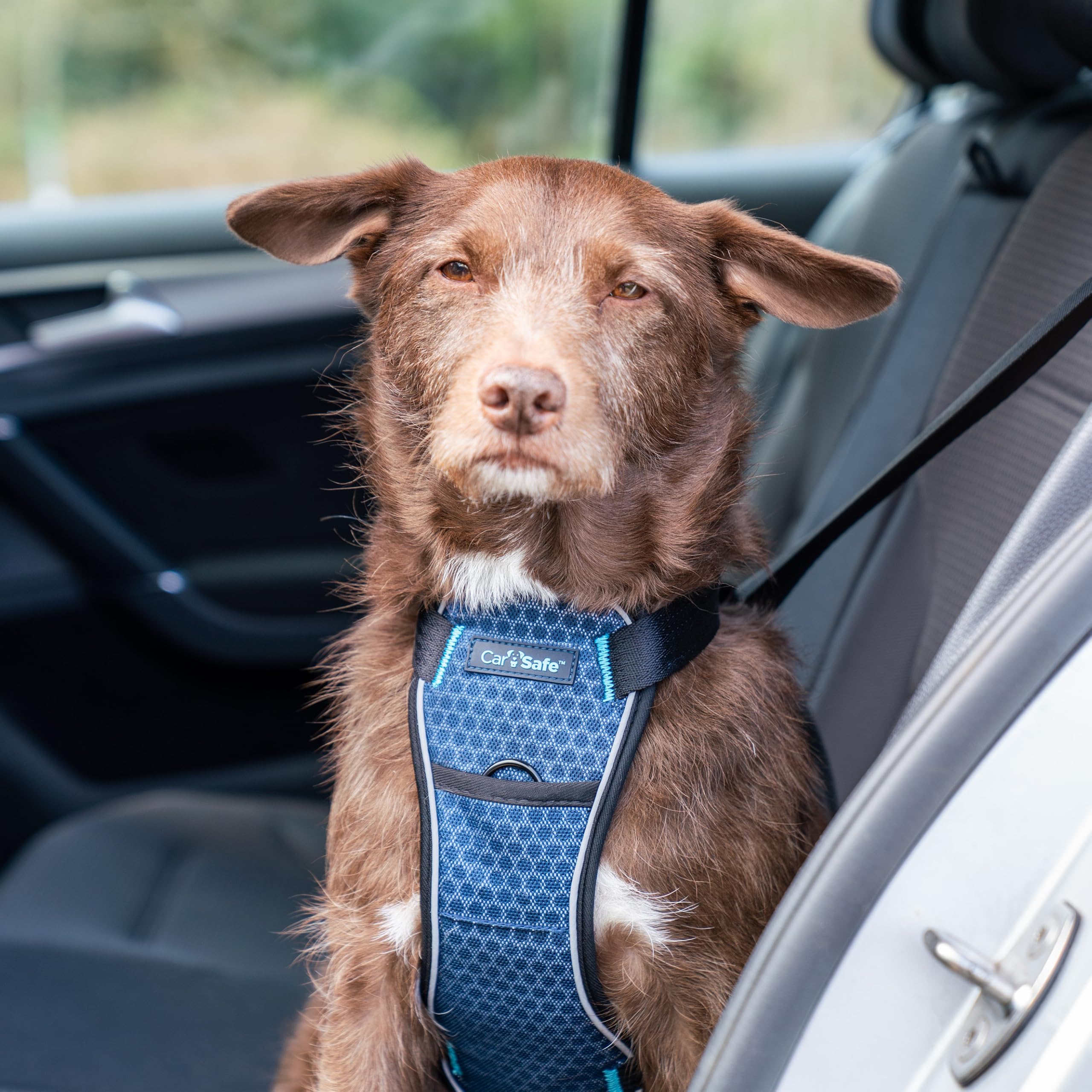 Carsafe Crash Tested Dog Harness Blue