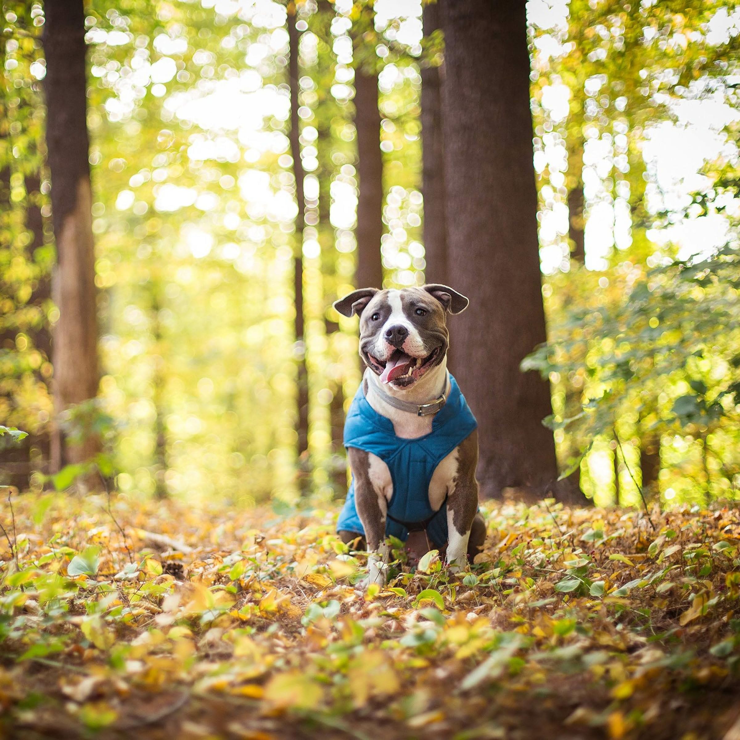 Kurgo Loft Dog Jacket - Reversible Cozy Coat for Outdoor Adventures - Water Resistant - Athletic Fit - Machine Washable Fabric - Reflective Dog Gear - Medium - Coastal Blue